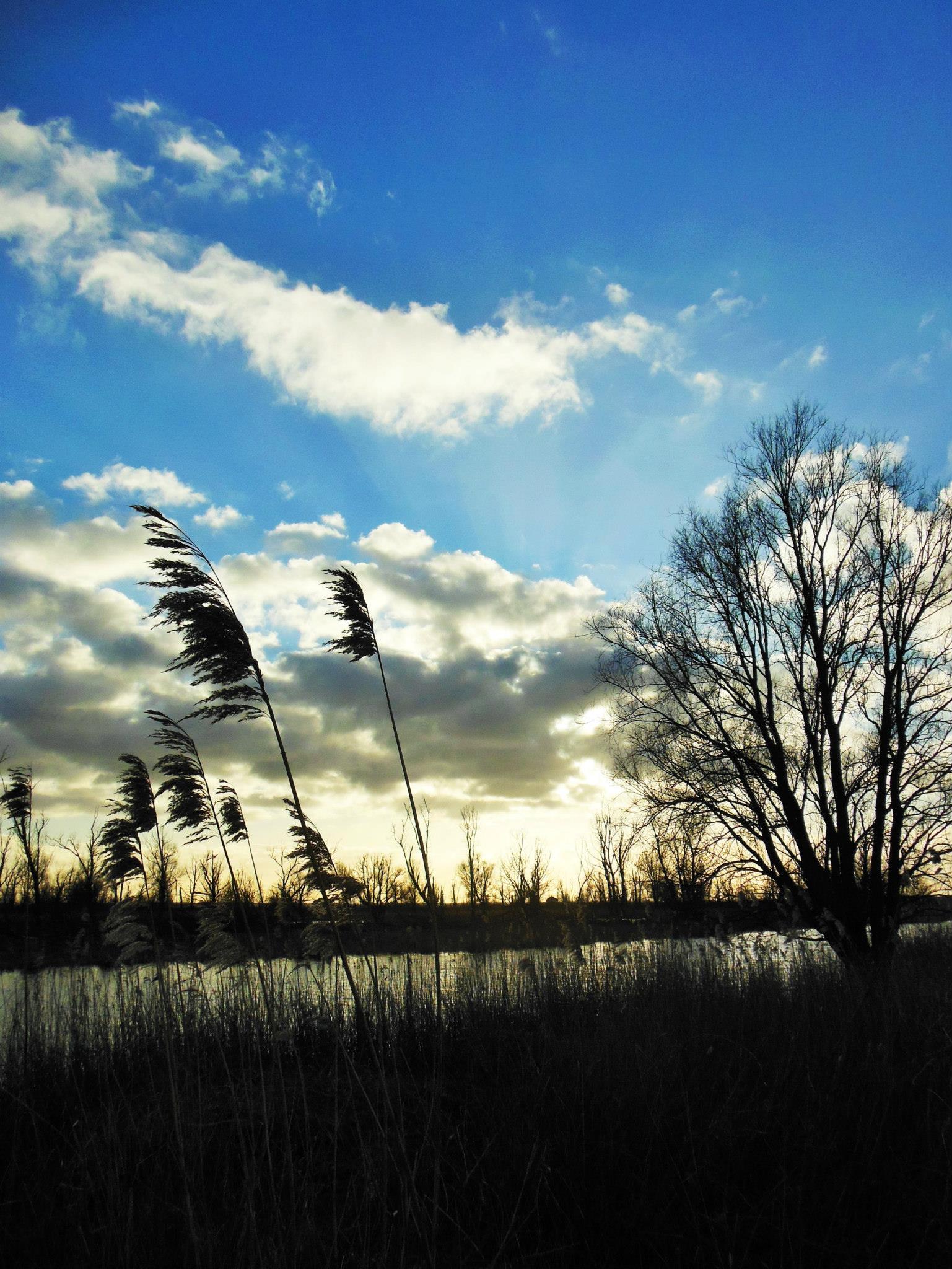 Oostvaardersplassen, Nederland