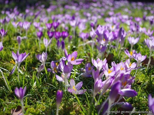 boerenkrokus, ellen van der peet, tuin