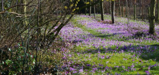 tuinblog, boerenkrokus