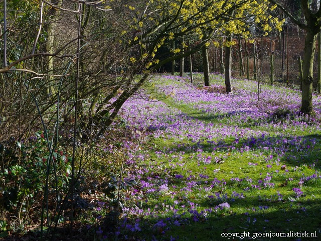 tuinblog, boerenkrokus