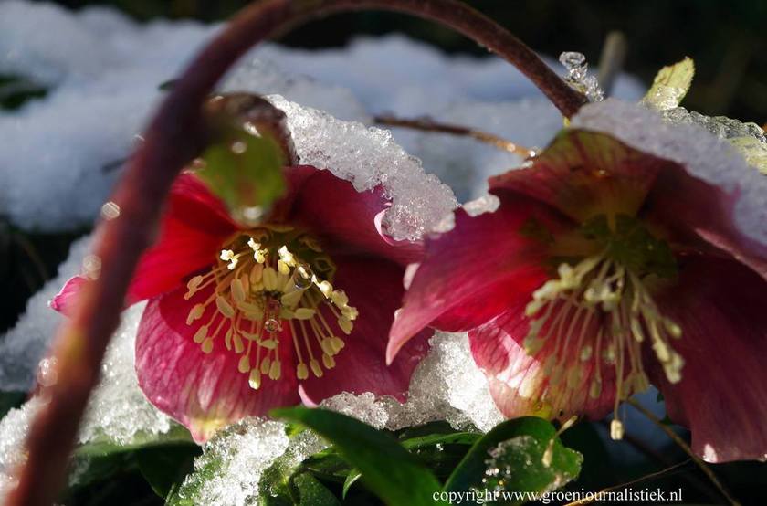 helleborus, tuinblog, groenjournalistiek