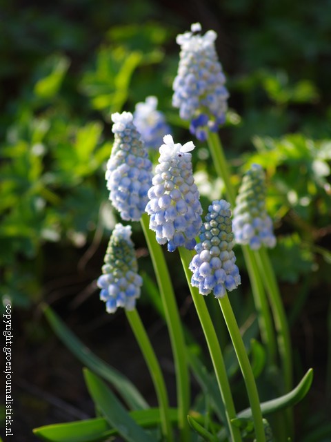 blauwe druifjes, verwilderingsbolletjes, muscari, tuinieren, borderontwerp