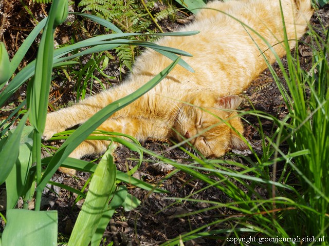 tuinblog, groenjournalistiek, garden cat, gardening
