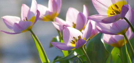 tuinblog, groenjournalistiek, natural bulbs