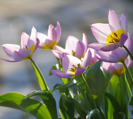 tuinblog, groenjournalistiek, natural bulbs