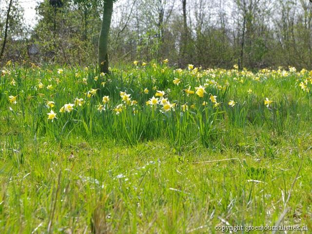 tuinblog, heemtuin rucphen, groenjournalistiek, narcis