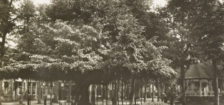 tuinblog, groenjournalistiek, monumentale bomen