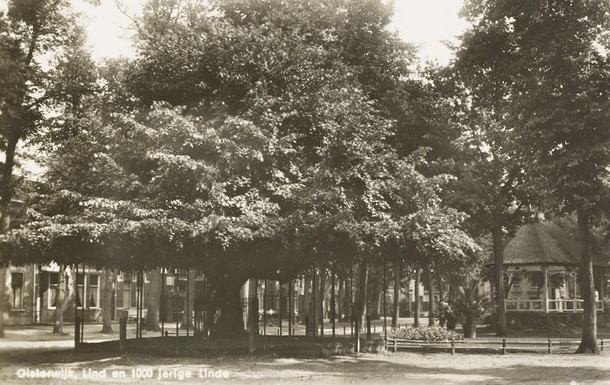 tuinblog, groenjournalistiek, monumentale bomen