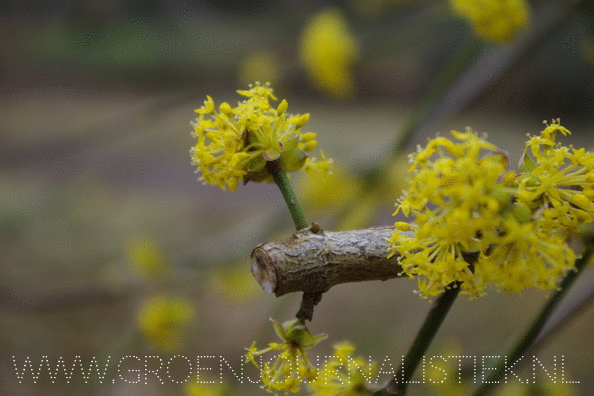 amstelveen, tuinblog, groenjournalistiek