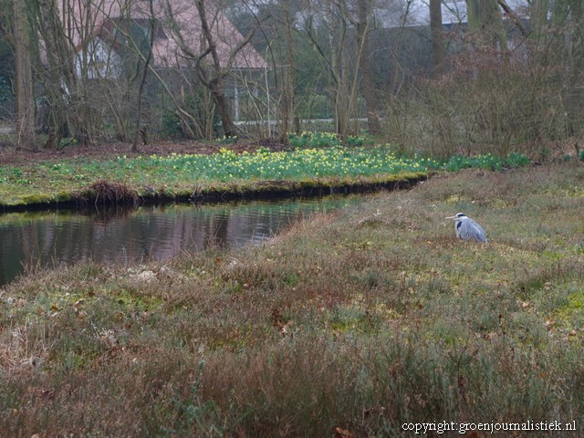 reiger, thijssepark, amstelveen, tuinblog