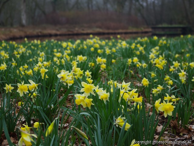 tuinblog, groenjournalistiek, thijssepark