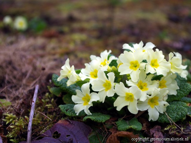 primula, tuinblog, thijssepark