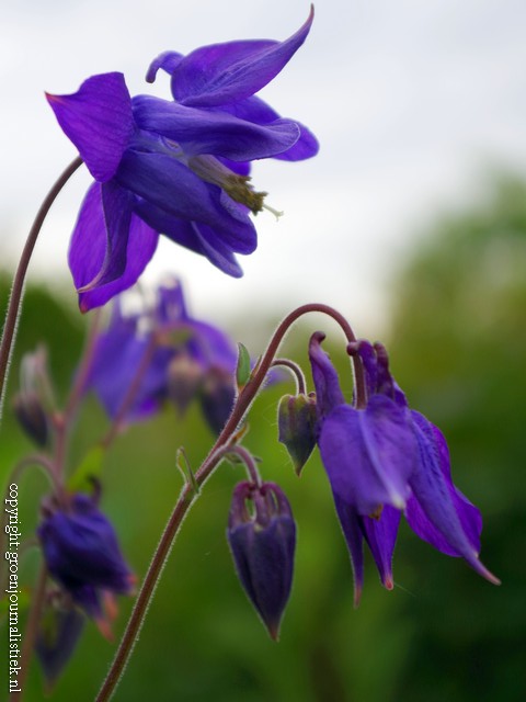 akelei, tuinieren, tuin, bloemen