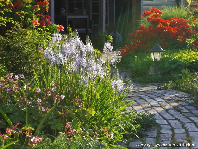 camassia heavenly blue, groenjournalistiek.nl, 