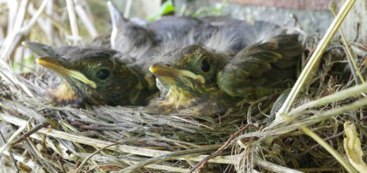 tuinblog, merelnest, diervriendelijk tuinieren, groenjournalistiek.nl