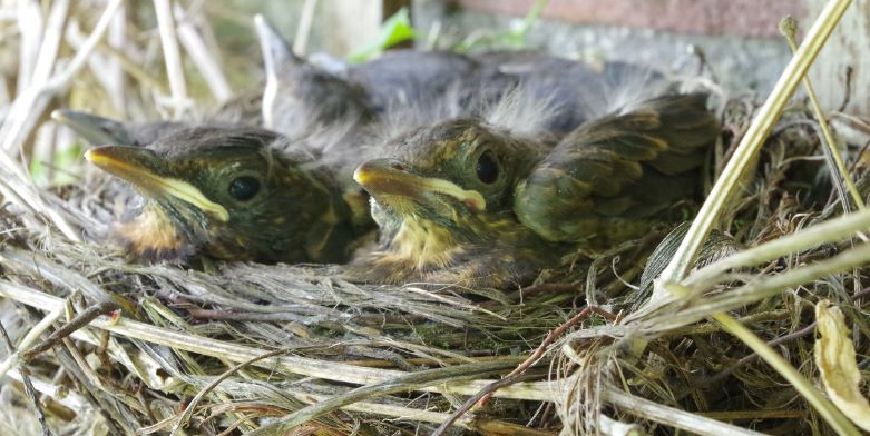 Het beste kloon Kamer Merels in de tuin, vijf keer mooi in mei - Groenjournalistiek