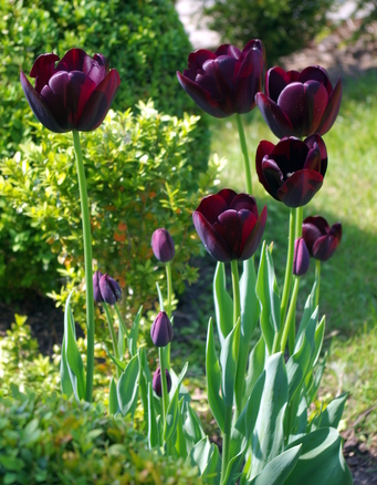 zwarte tulp Queen of the night,