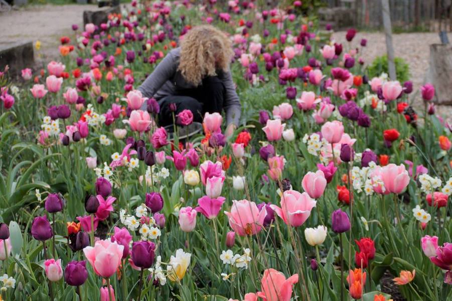 De toren tuin, tulpen, tuinblog