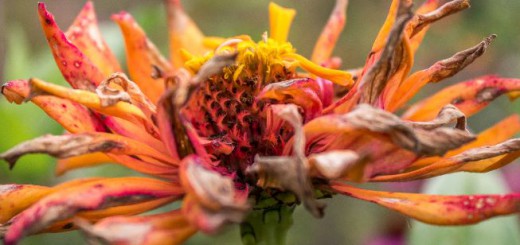 tuinblog, zinnia's, Groei en Bloei