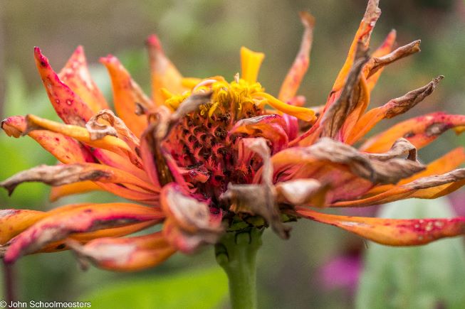 tuinblog, zinnia's, Groei en Bloei