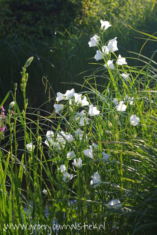 tuinblog, campanula, klokjesbij