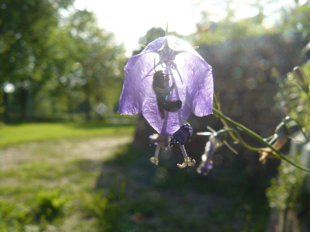 Wankja ferguson, vlinder erbij, campanula