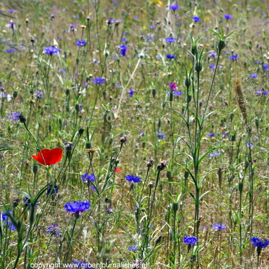  weer een korenveld wil zien zoals dat ooit was, moet in de zomermaanden een bezoek brengen aan de heemtuin van Rucphen.