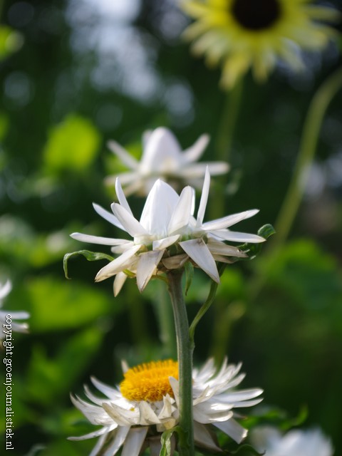 pluktuin, papierbloem