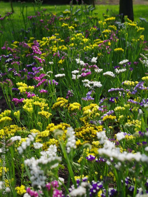 Ook zo'n ouderwetse bloem, ideaal voor droogboeketten. 