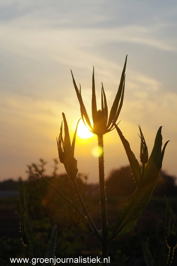 tuinblog groenjournalistiek, kaardebol bij ondergaande zon