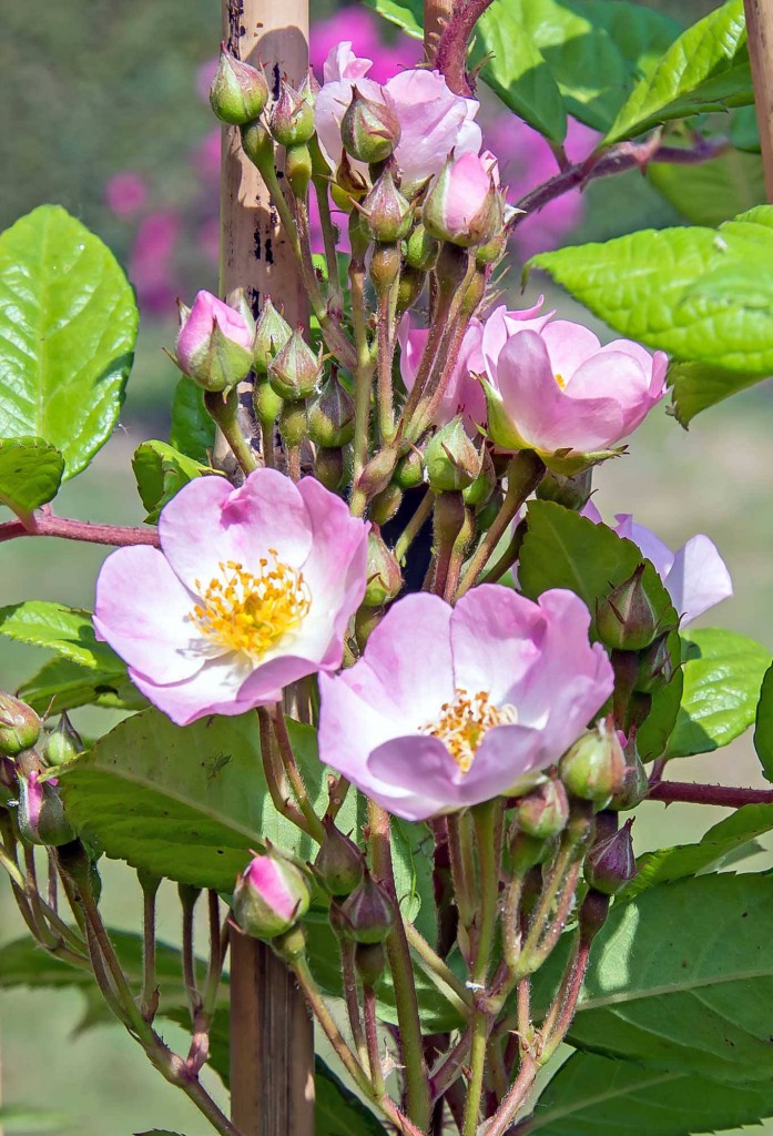 tuinblog, rosa Ton ter Linden