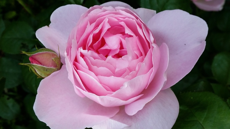 De lievelingsroos van Marie-Louise, roos van David Austin, Scepter d'Isle, 