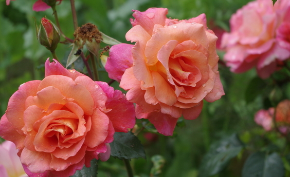 Rosa Freisinger Morgenröte (foto: groenjournalistiek, locatie Geldrop)