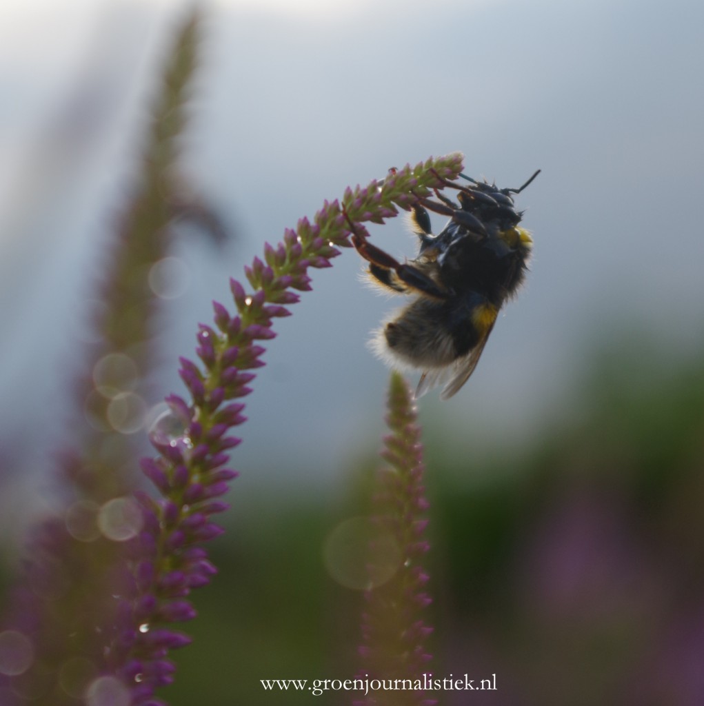 hommel2