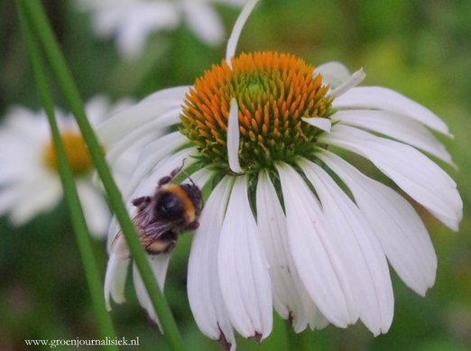 tuinblog, groenjournalistiek, slapende hommel, zonnehoed