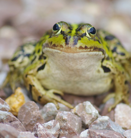 kikker, tuin, groenjournalistiek