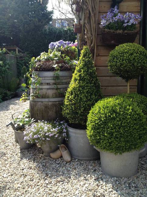 buxus in pot, tuinblog
