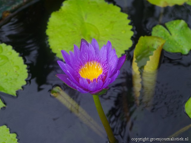 blauwe waterlelie, groenjournalistiek, maleisie