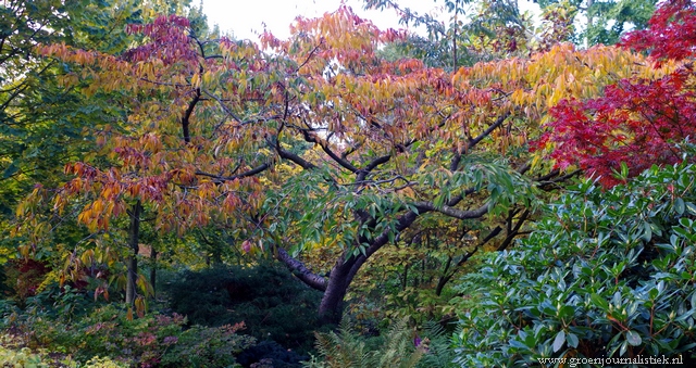 Sierkers in herfsttooi in het Arboretum Oudenbosch