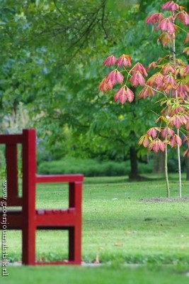 paardenkastanje jong, arboretum Oudenbosch