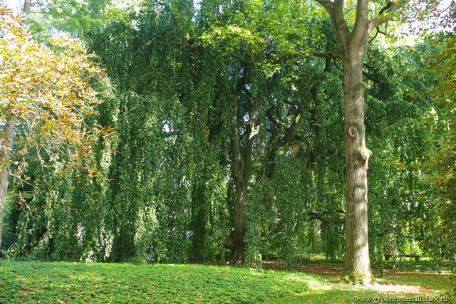 monumentale boom, oudenbosch, arboretum, tuinblog