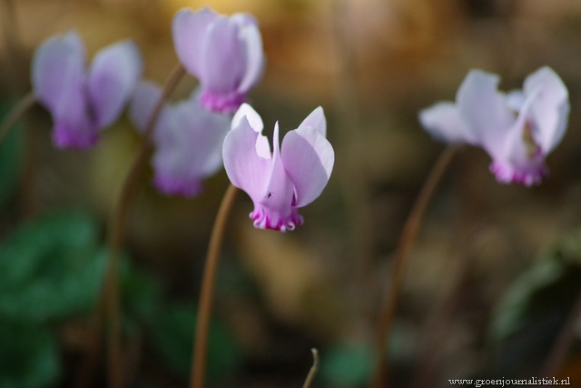 cyclamen oudenbosch arboretum,cyclaam van Napels