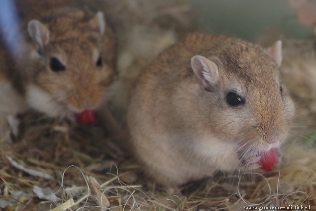 gerbils, frambozeneters