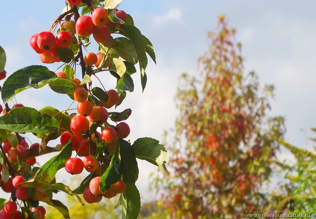 Links mijn sierappeltjes, rechts op de achtergrond de Liquidambar