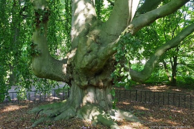 tuinblog, groenjournalistiek, monumentale bomen