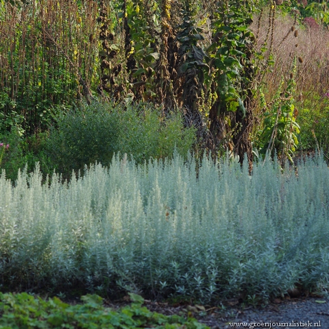 Een fraaie grijsbladige plant die het goed doet op het zand: Westerse bijvoet of Artemisia ludoviciana. Hier in het Arboretum Oudenbosch