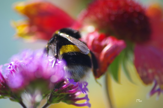 hommel, kokardebloem, tuinposter imprzzd, groenjournalistiek