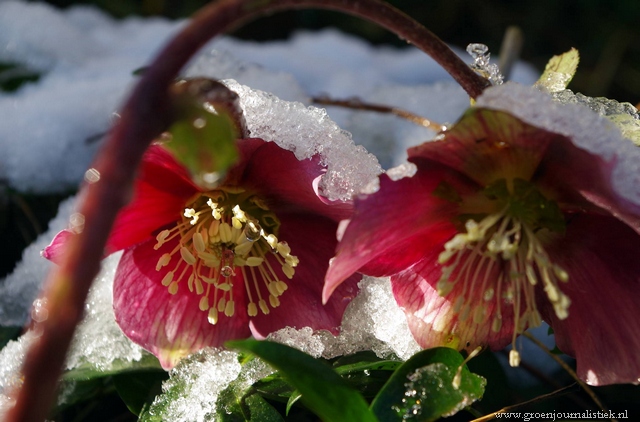 helleborus in de sneeuw