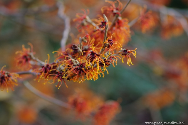 Hamamelis in bloei in het Arboretum Oudenbosch tweede kerstdag. Vroeg...