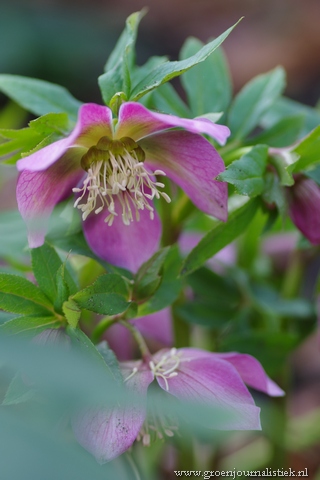 helleborus in bloei, groenjournalistiek